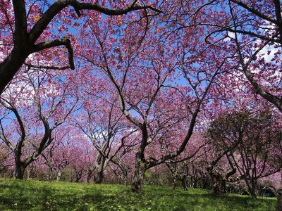 🌸 시즈미네 후루사토 공원 (静峰ふるさと公園) 이미지 2
